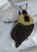 Carrion Beetle